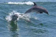 Cape May Dolphin Watching Sunset Cruise thumbnail 6