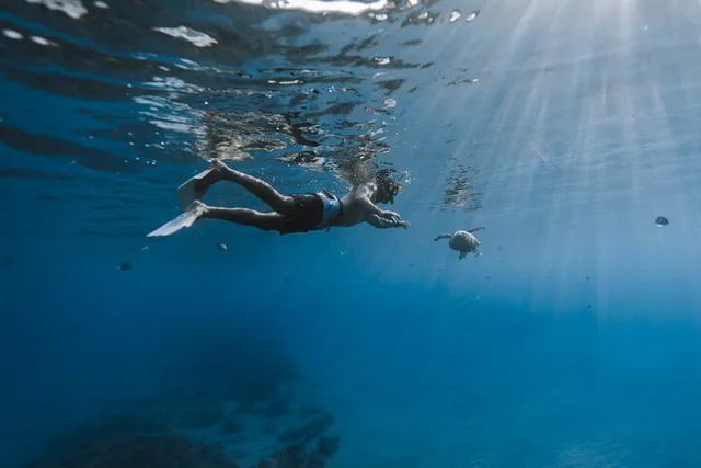 Honolulu Whale Watching and Coastal Swimming Tour - Image 3