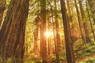 San Francisco Muir Woods and Sausalito Tour thumbnail 1