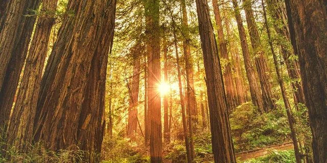 San Francisco Muir Woods and Sausalito Tour - Image 1