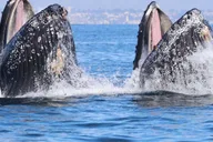 Newport Beach Whale Watching Cruise thumbnail 4
