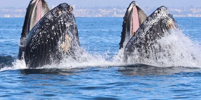 Newport Beach Whale Watching Cruise - Image 4