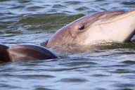 Charleston Dolphin Viewing Boat Tour thumbnail 6
