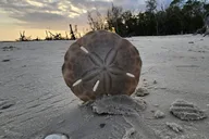 Marco Island Shelling and Dolphin EcoTour 3 hr thumbnail 5