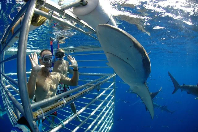 Oahu Shark Cage Diving North Shore 2 hr - Image 1