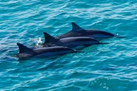Oahu Dolphin Watch Cruise with Waterslide & Snorkeling thumbnail 1