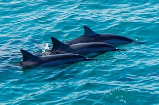 Oahu Dolphin Watch Cruise with Waterslide & Snorkeling