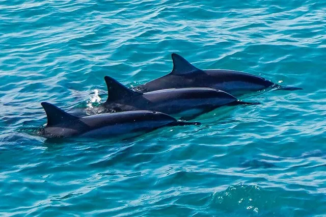 Oahu Dolphin Watch Cruise with Waterslide & Snorkeling - Image 1