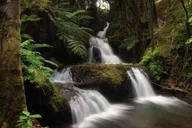 Big Island Waterfall Tour with Swimming and Botanical Garden thumbnail 4