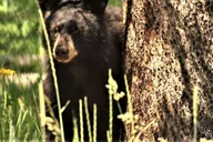 Yellowstone Wildlife Tour from West Yellowstone thumbnail 3