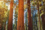 San Francisco Muir Woods and Sausalito Tour thumbnail 1