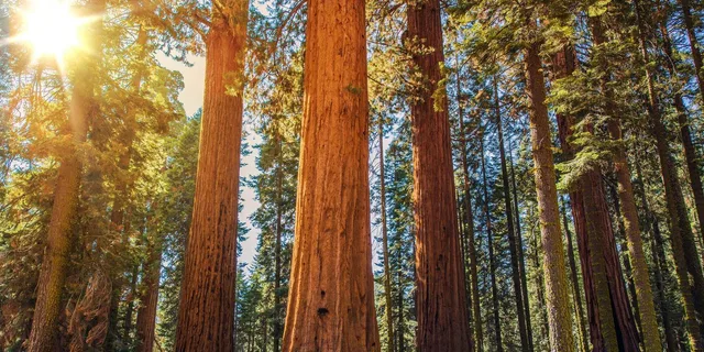 San Francisco Muir Woods and Sausalito Tour - Image 1