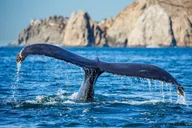 Newport Beach Whale Watching Cruise thumbnail 4