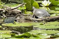 Grand Island Nature Hike and Kayak Tour thumbnail 3