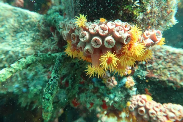 Atlantic Ocean Snorkeling Experience 90 Min - Image 2