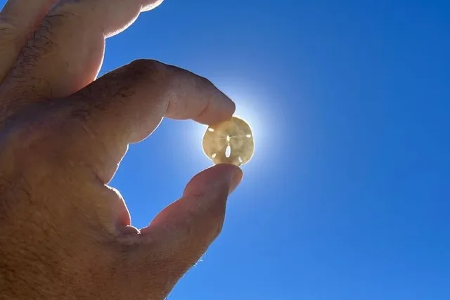 Marco Island Shelling Tour - Image 6