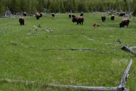 Yellowstone Lamar Valley Wildlife Hike Full Day thumbnail 4