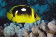 Lahaina Two Tank Lanai Diving Adventure thumbnail 2