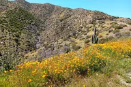 Scottsdale Sonoran Desert Jeep Tour thumbnail 2
