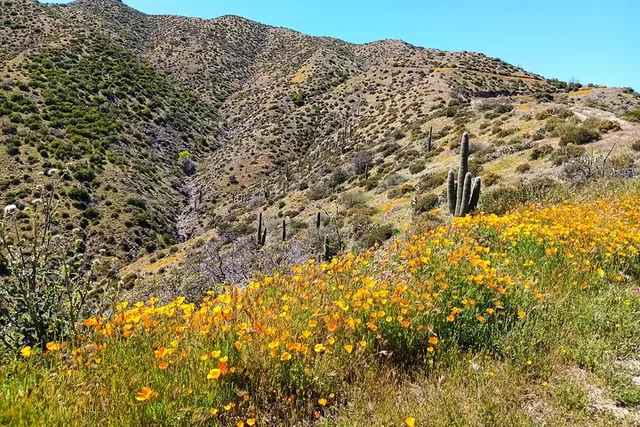 Scottsdale Sonoran Desert Jeep Tour - Image 2