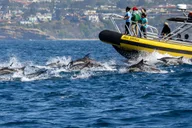Dana Point Dolphin & Whale Watching Zodiac Adventure thumbnail 2