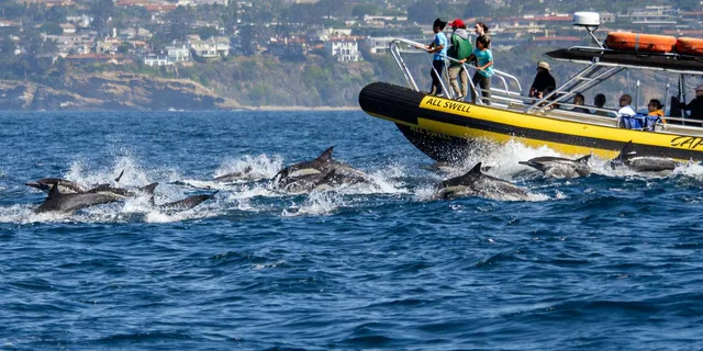 Dana Point Dolphin & Whale Watching Zodiac Adventure - Image 2