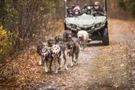 Fairbanks Dog Mushing Fall Adventure thumbnail 3