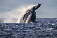 Kaanapali Whale Watching Cruise with Open Bar thumbnail 1