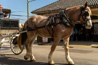 Charleston Historic Carriage Tour thumbnail 2