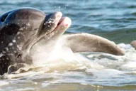 Charleston Harbor Dolphin Watching Sunset Cruise thumbnail 3