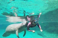 Crystal River Manatee Swim Tour thumbnail 5