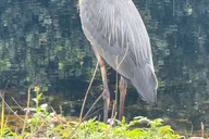 Miami Everglades Private Airboat Tour 4 hr thumbnail 4