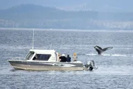 Sitka Wildlife Boat Tour thumbnail 5