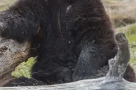 Anchorage Glaciers and Wildlife Day Tour thumbnail 5
