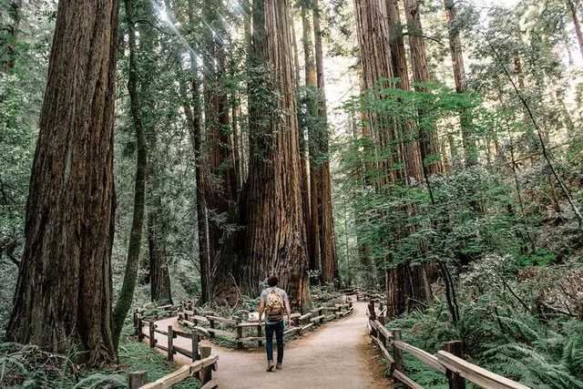 San Francisco Muir Woods and Sausalito Tour - Image 5