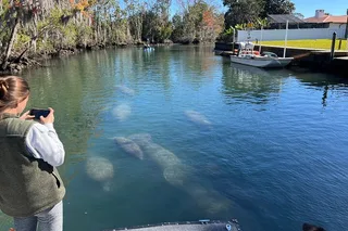Crystal River Eco Tour in Kings Bay