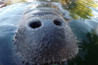 Crystal River Manatee Snorkel Tour 3 hr