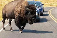 Antelope Island Wildlife Expedition thumbnail 1