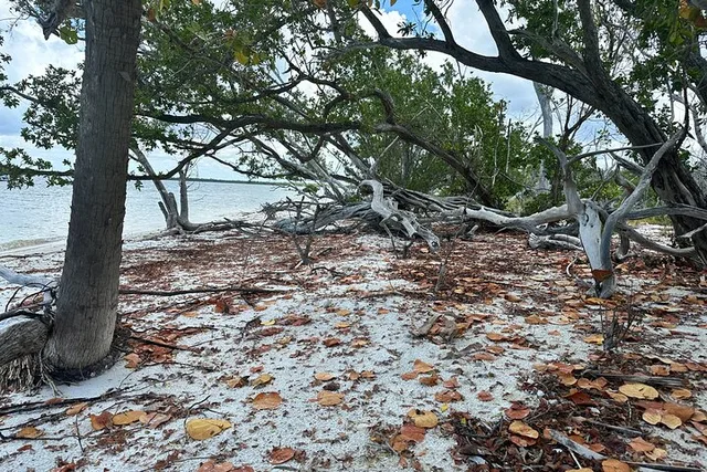 Ten Thousand Islands Eco Tour - Image 4