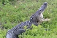 Silver Springs Kayak and Paddleboard Tour thumbnail 3