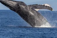 Kaanapali Whale Watching Cruise with Open Bar thumbnail 4