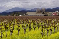 San Francisco Napa Valley Winery Tour thumbnail 6