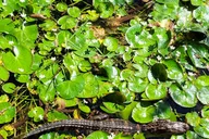 Miami Everglades Boat Tour with Transport thumbnail 6