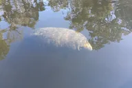 Chassahowitzka River Kayak Tour thumbnail 6