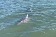 Charleston Dolphin and Eco Boat Tour thumbnail 5