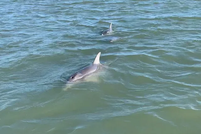 Charleston Dolphin and Eco Boat Tour - Image 5