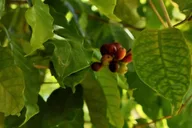 Holualoa Farm Tour: Coffee and Chocolate Experience thumbnail 4