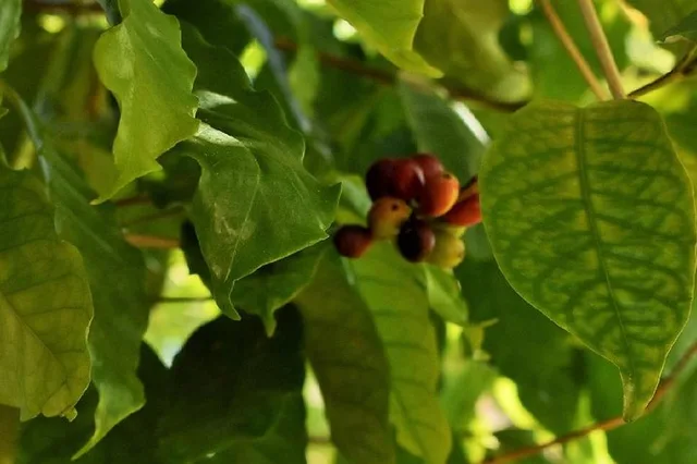 Holualoa Farm Tour: Coffee and Chocolate Experience - Image 4