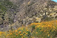 Scottsdale Sonoran Desert Jeep Tour thumbnail 2