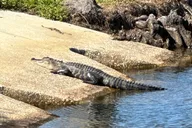 Kissimmee Beach Tour on Electric Trike thumbnail 3